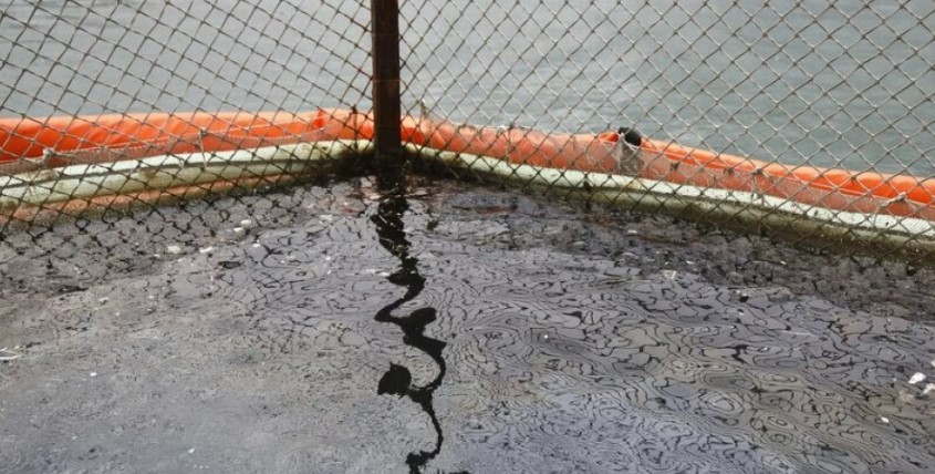 Krasnodar Region Faces Environmental Crisis Due to Oil Spill